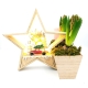 Wooden Christmas Star Decoration With LED Lights And A Wooden Flower Pot With Two Flower Bulbs - 3
